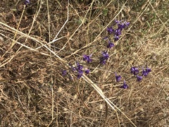 Delphinium pentagynum