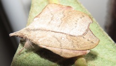 Leipoxais peraffinis