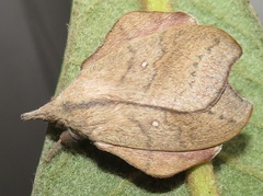 Leipoxais peraffinis