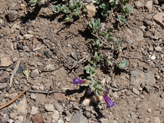Penstemon thompsoniae thompsoniae