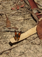 Paralucia pyrodiscus lucida