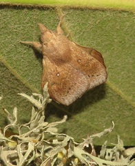 Leipoxais peraffinis