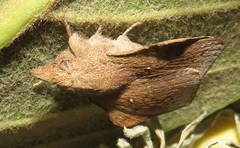 Leipoxais peraffinis