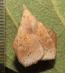 Leipoxais peraffinis