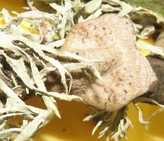 Leipoxais peraffinis