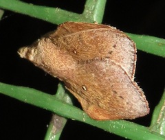 Leipoxais peraffinis