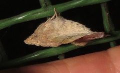 Leipoxais peraffinis