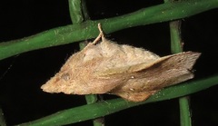 Leipoxais peraffinis