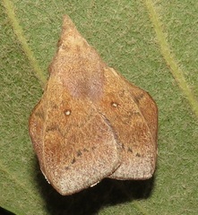 Leipoxais peraffinis