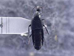 Philonthus decorus