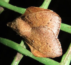 Leipoxais peraffinis