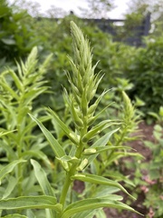 Digitalis lutea