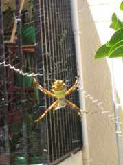 Argiope argentata
