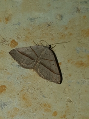 Scotopteryx