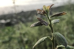 Clepsis spectrana