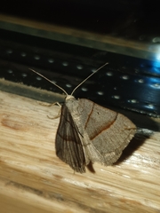 Scotopteryx