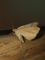 Scotopteryx