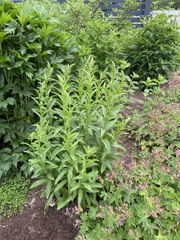 Digitalis lutea