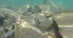 Plectorhinchus schotaf