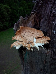 Cerioporus squamosus