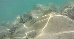Plectorhinchus schotaf