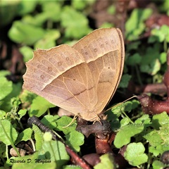 Taygetis tripunctata