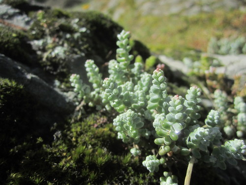 Short-leaved Stonecrop