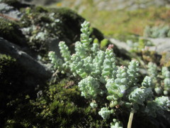 Sedum brevifolium