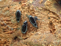 Bitoma crenata