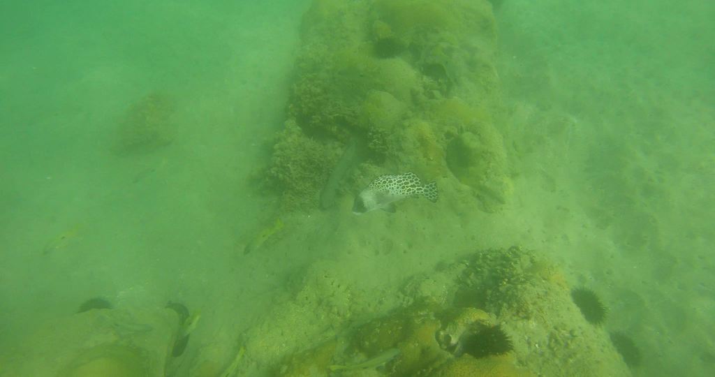 Dotted sweetlips (Plectorhinchus pictus) — Haemulidae