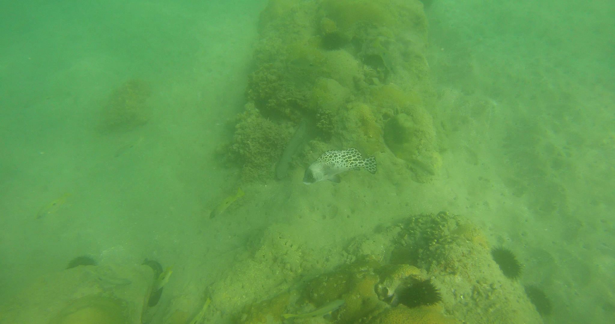 Trout Sweetlips photo 4