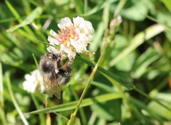 Bombus sitkensis
