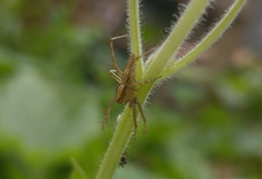 Oxyopes globifer