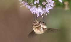 Nothoschistus melampogon