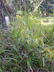 Crotalaria sagittalis