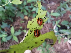 Plagiodera semivittata