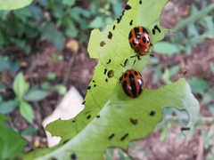 Plagiodera semivittata