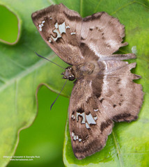 Quadrus lugubris lugubris