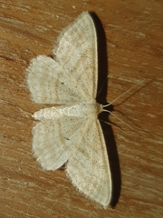 Idaea macilentaria