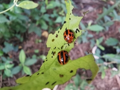 Plagiodera semivittata