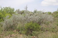 Leucophyllum ambiguum