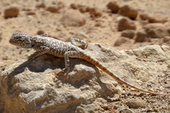 Trapelus flavimaculatus