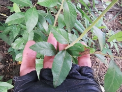 Plagiodera semivittata