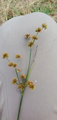 Juncus scirpoides