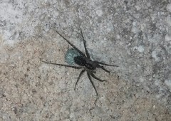 Lycosidae