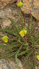 Ivesia gordonii