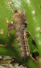 Euproctis punctifera