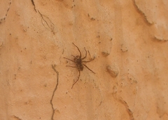 Lycosidae