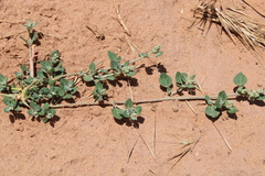 Chenopodium vulvaria image