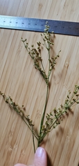 Juncus nodatus
